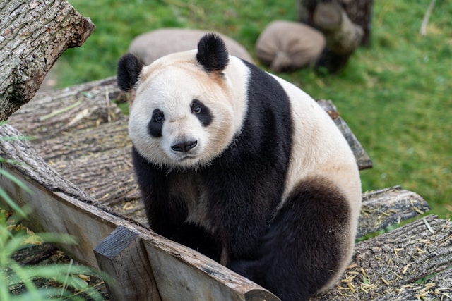 South Koreans mourn as country’s first celebrity panda, Fu Bao, heads to China